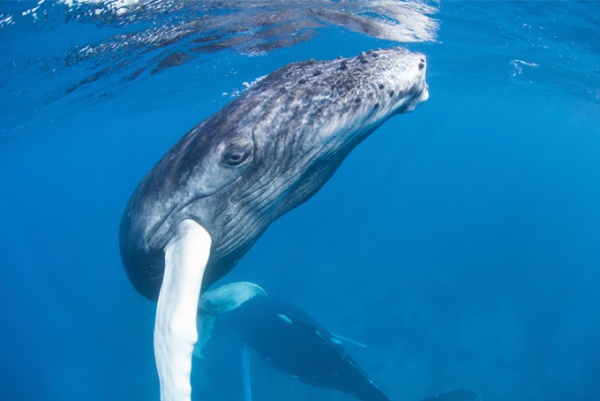 Complete Guide to Whale Watching Around Australia | Top Parks